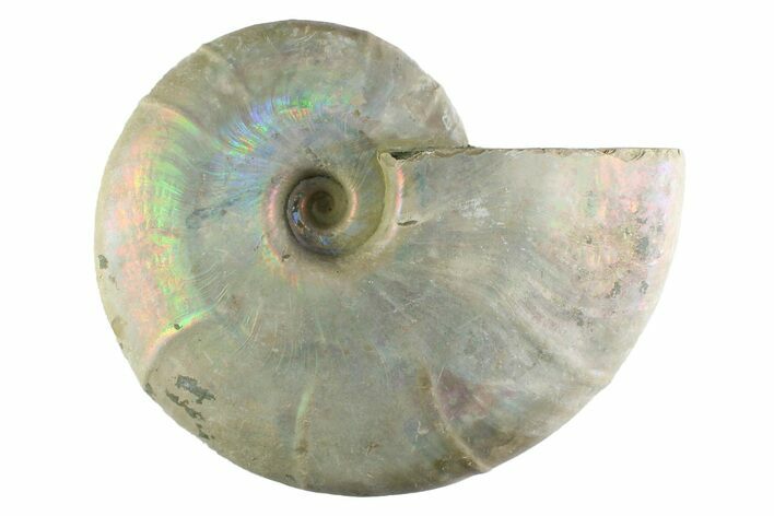 Silver Iridescent Ammonite (Cleoniceras) Fossil - Madagascar #345609